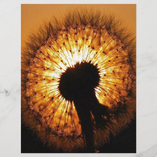 Papier Dandelion au coucher du soleil (Devant)