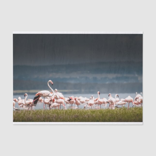 Papier de soie de soie avec l'image des Flamants (Recto)