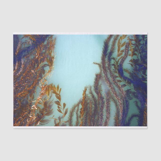 Papier de soie de soie d'algue (Recto)