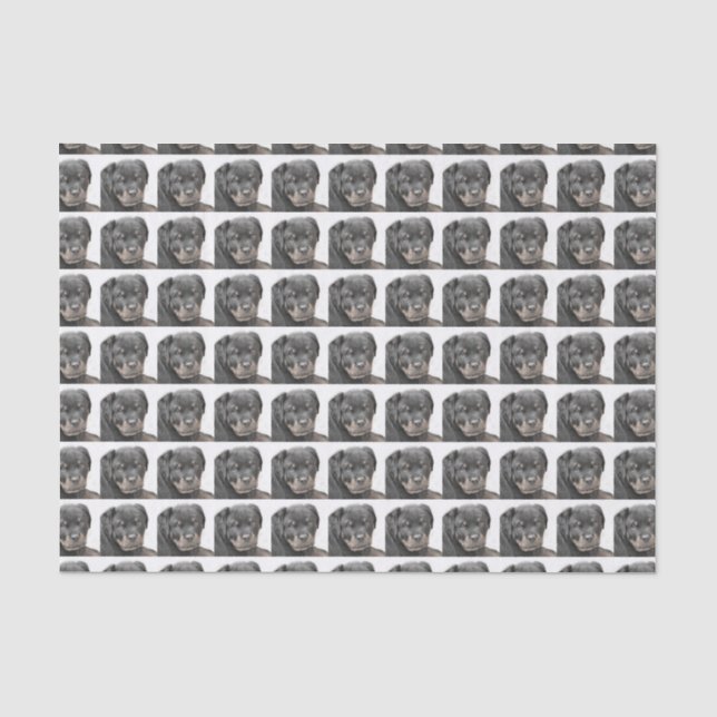 Papier de soie de soie de chien de rottweiler (Recto)