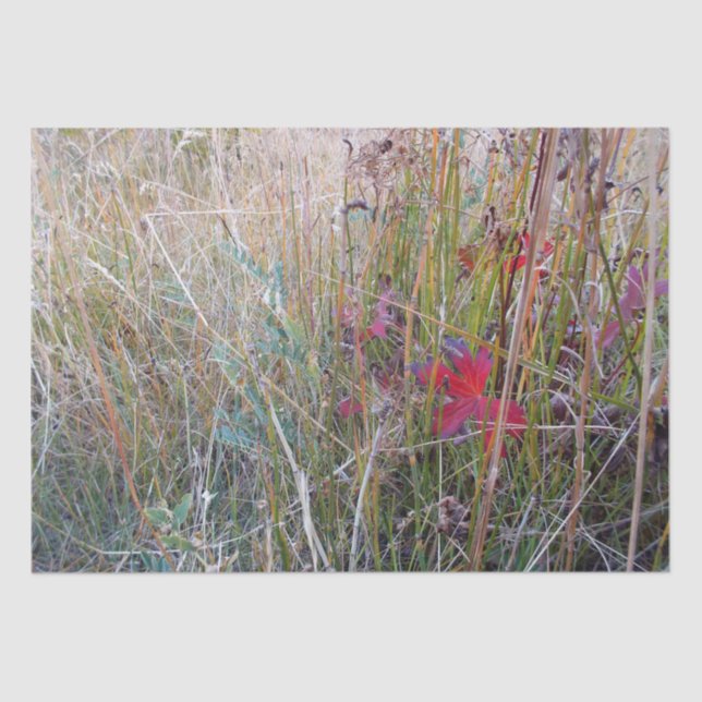 Papier de soie de soie de feuille de chute (Recto)