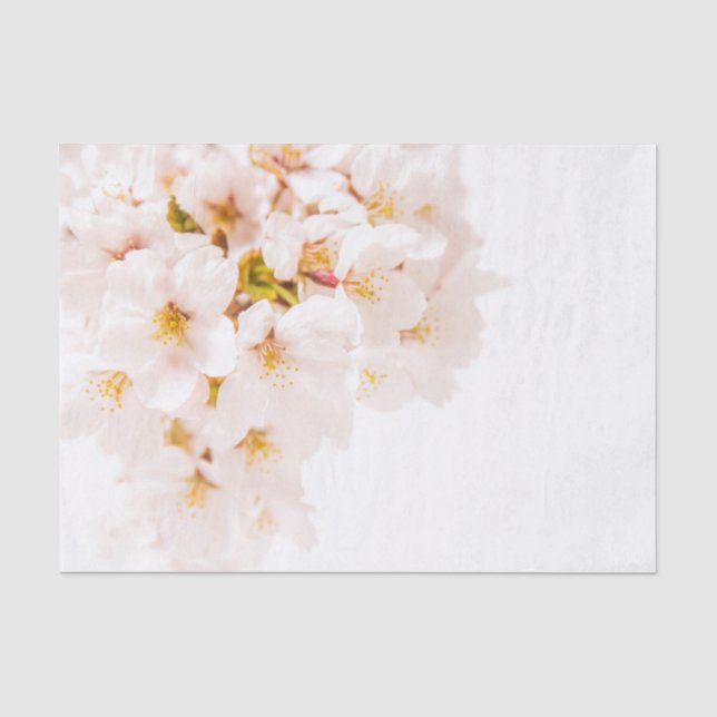 Papier de soie de soie de fleurs de cerisier (Recto)