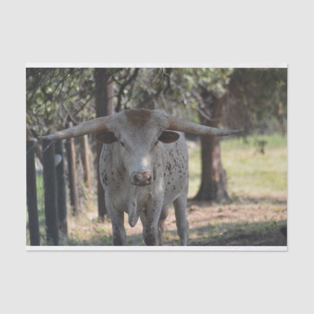 Papier de soie de soie du Texas Longhorn (Recto)