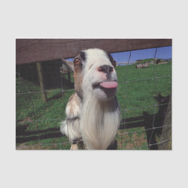 Papier de soie de soie effronté de chèvre (Recto)