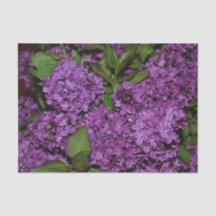 Papier de soie de soie lilas