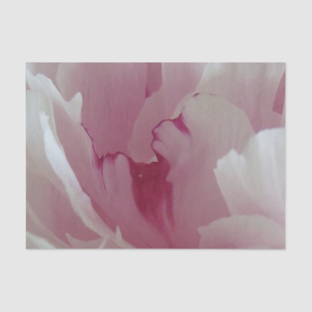 Papier de soie de soie rose de fleur (Recto)