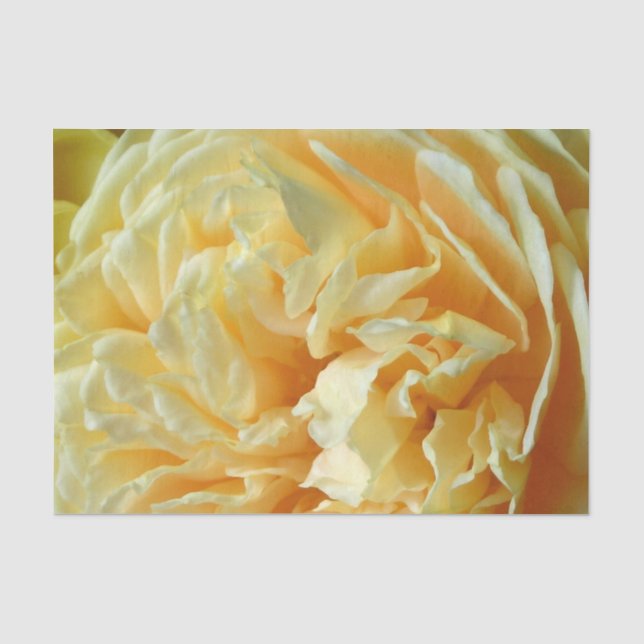 Papier de soie de soie rose d'ivoire (Recto)