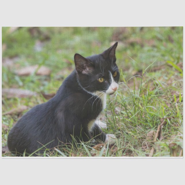 Papier de soie en forme de chat (Recto)