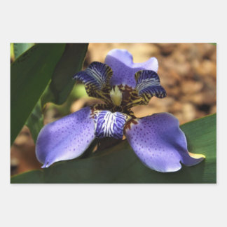 Papier d'emballage en iris marchant