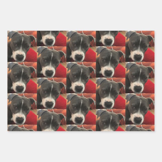 Papier d'enveloppement de Staffordshire Bull Terri (Devant)