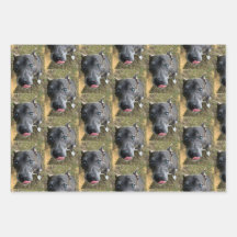 Papier d'enveloppement de Staffordshire Bull Terri
