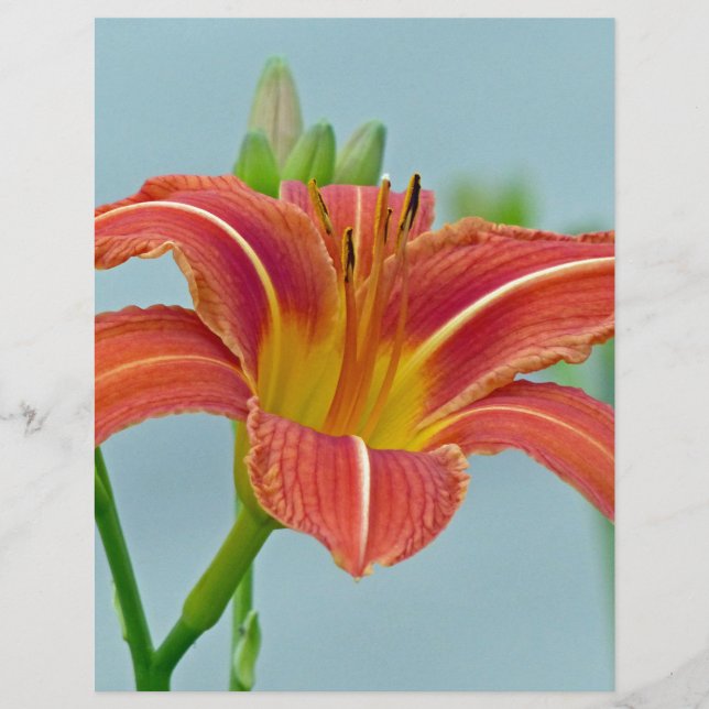 Papier Ditch Lily (Devant)