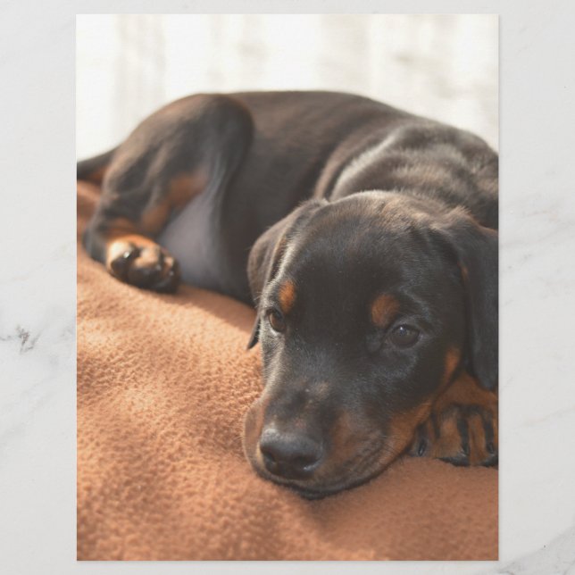 Papier doberman-pinscher-chiot (Devant)