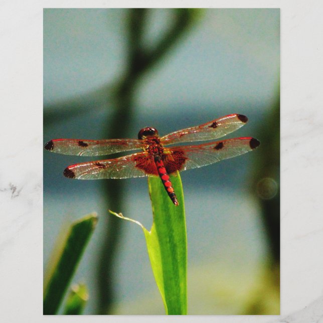 Papier Dragonfly rouge et noire tachetée (Devant)