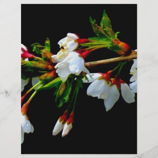 Papier Élégant noir blanc fleuri blanc Blossom (Devant)