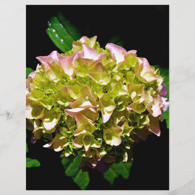 Papier Elégantes hydrangées florales vertes et douces (Devant)