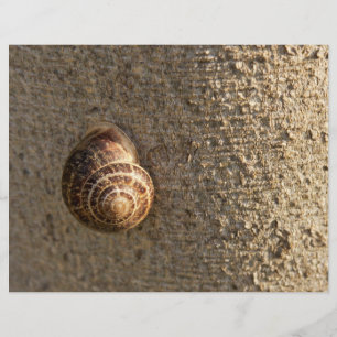Papier Escargot