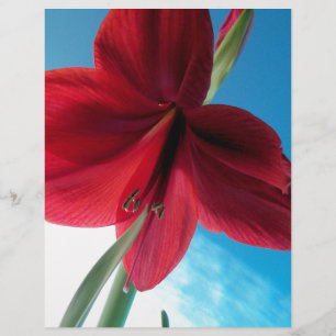 Papier Fleur Amaryllis rouge vif