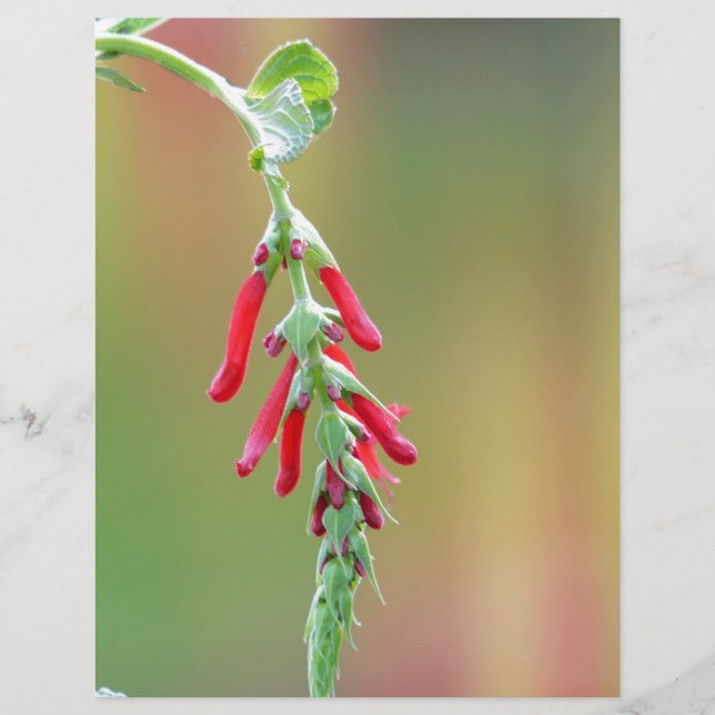 Papier Fleur d'ananas (Devant)