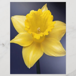 Papier Fleur de Narcisse jaune peinture à l'aquarelle flo