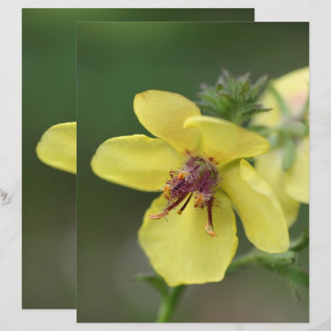 Papier Fleur Jaune délicate Gros plan (Devant / Derrière)