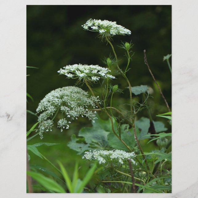 Papier Fleur sauvage de dentelle de la reine Anne en été (Devant)