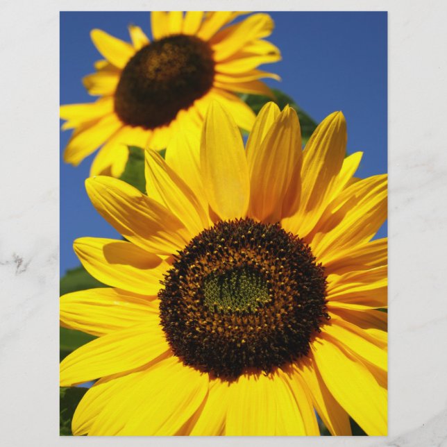 Papier Fleurs de soleil (Devant)