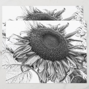 Papier Fleurs de soleil géantes Vintage Art noir et blanc