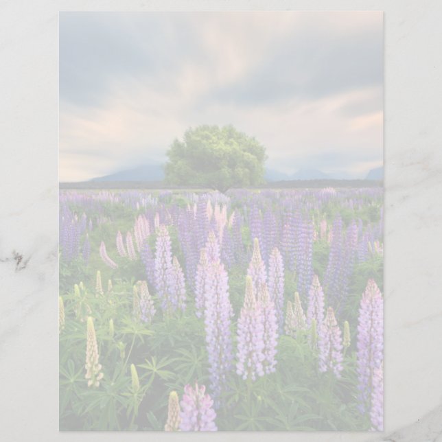 Papier Flowers (homonymie) | Lupine Field à New Zealand (Devant)