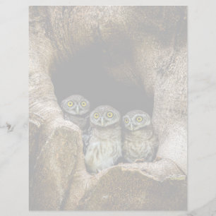 Papier Forests Three Owls Looking