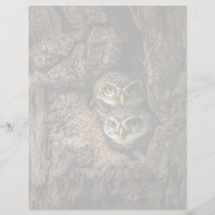 Papier Forests Two Owls Looking