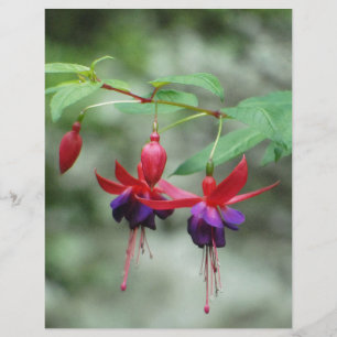 Papier Fuschia1A.jpg