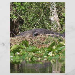 Papier Gator luv zoom pic