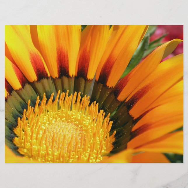 Papier Gazania (Devant)
