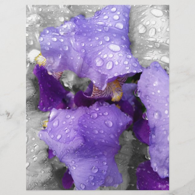 Papier gouttes d'eau sur iris (Devant)