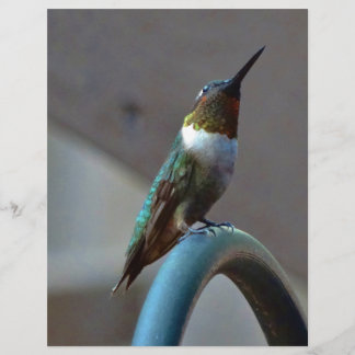 Papier Green ruby little hummingbird