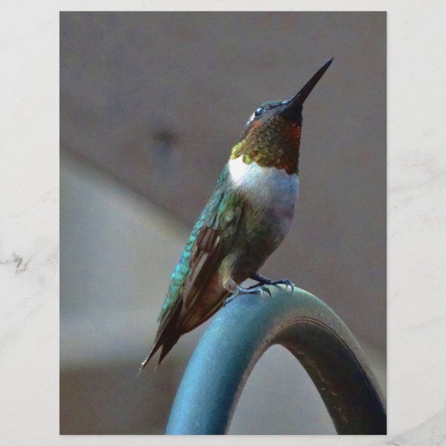 Papier Green ruby little hummingbird (Devant)