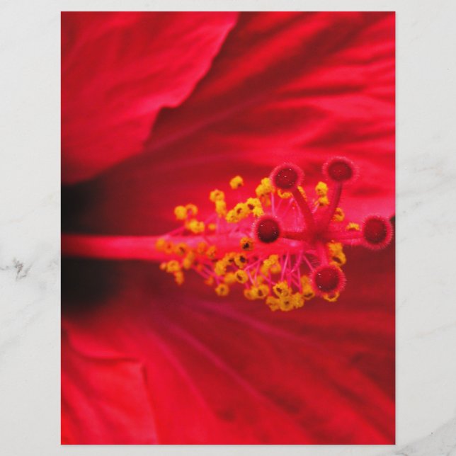 Papier Hibiscus (Devant)
