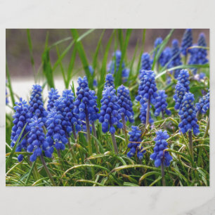 Papier Hyacinthe de raisin
