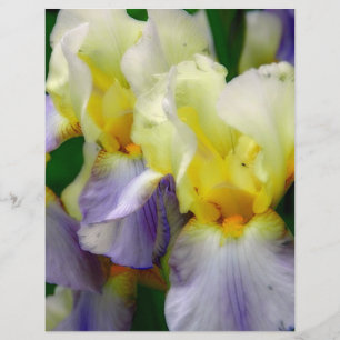 Papier Iris violet et jaune