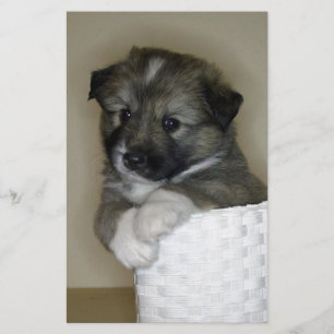 Papier Islandhundwelpe