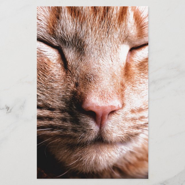 Papier Kitten endormi (Devant)