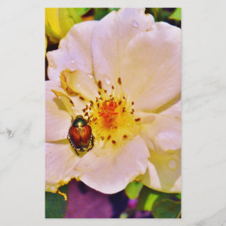 Papier Le scarabée japonais sur la rose blanche