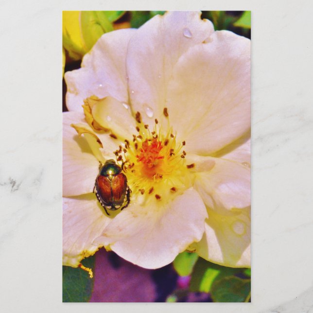 Papier Le scarabée japonais sur la rose blanche (Devant)