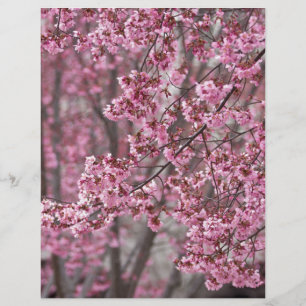 Papier Les fleurs de cerisiers Sakura sont roses