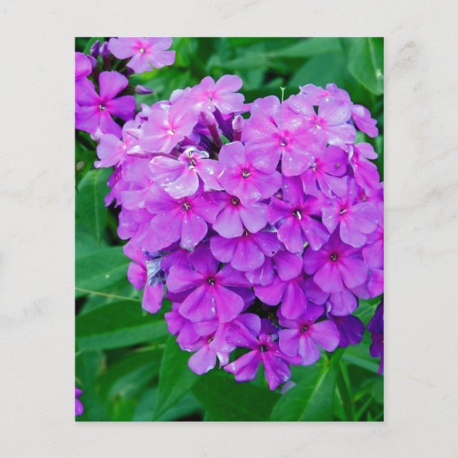 Papier Lilas (Devant)