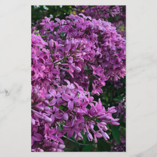 Papier lilas rose violet   photo florale rose romantique