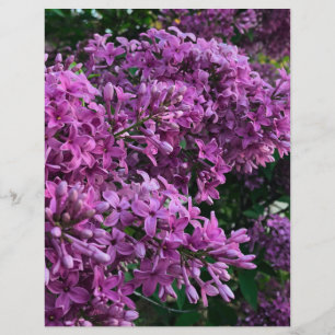 Papier lilas rose violet   photo florale rose romantique