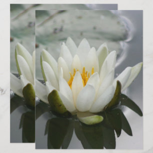 Papier Lys Lotus Blossom Fleur d'eau blanche