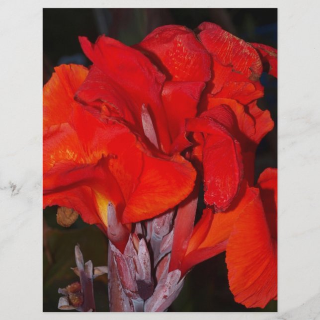 Papier Lys Red Canna (Devant)